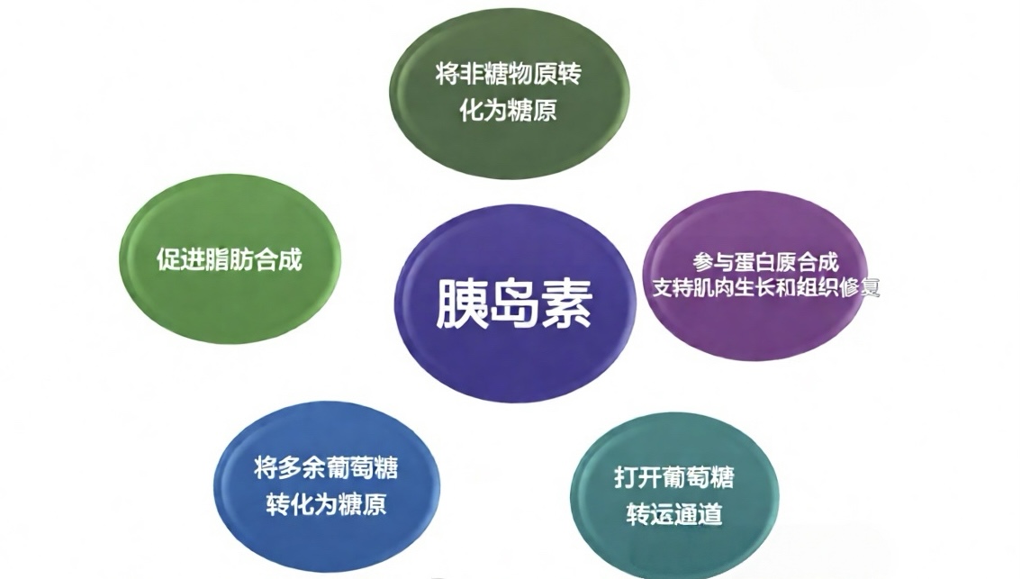 有关胰岛素和血糖系列， 系列 0： 认识能量总监——胰岛素